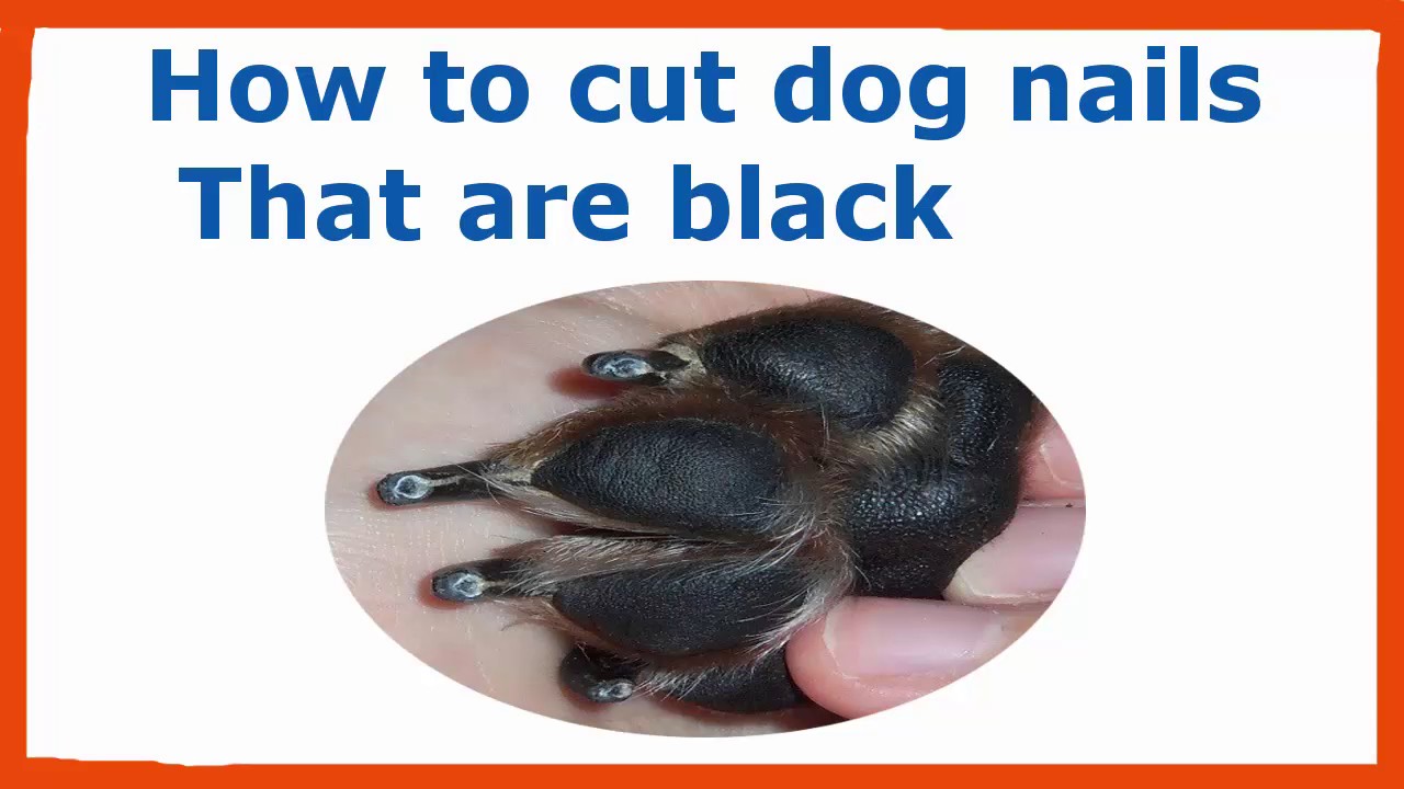 Cut Dog Nails That Are Black 
